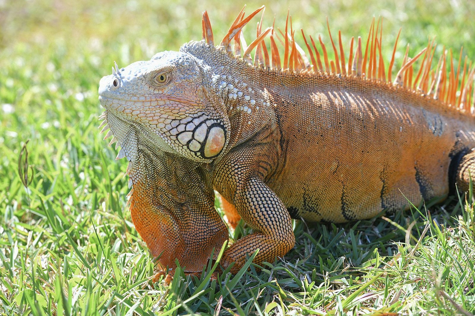 Iguana Control