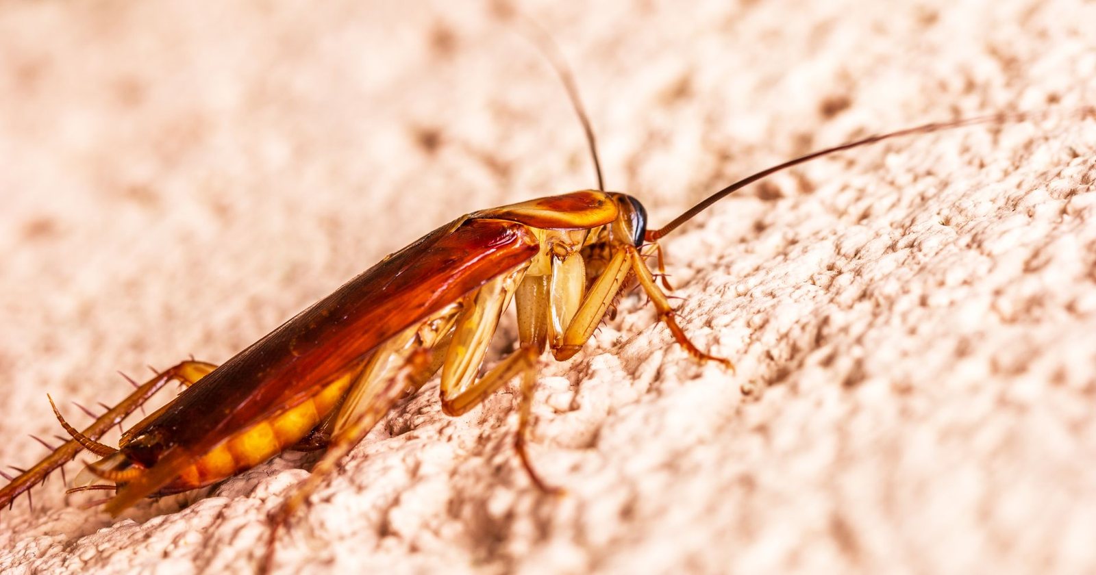 Cockroach Control