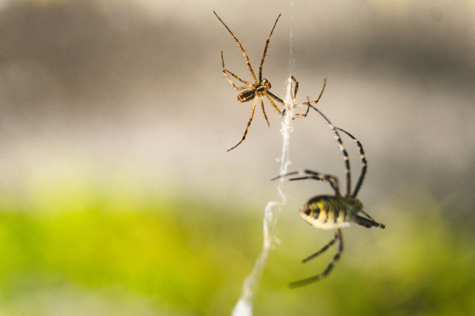 Spider Control