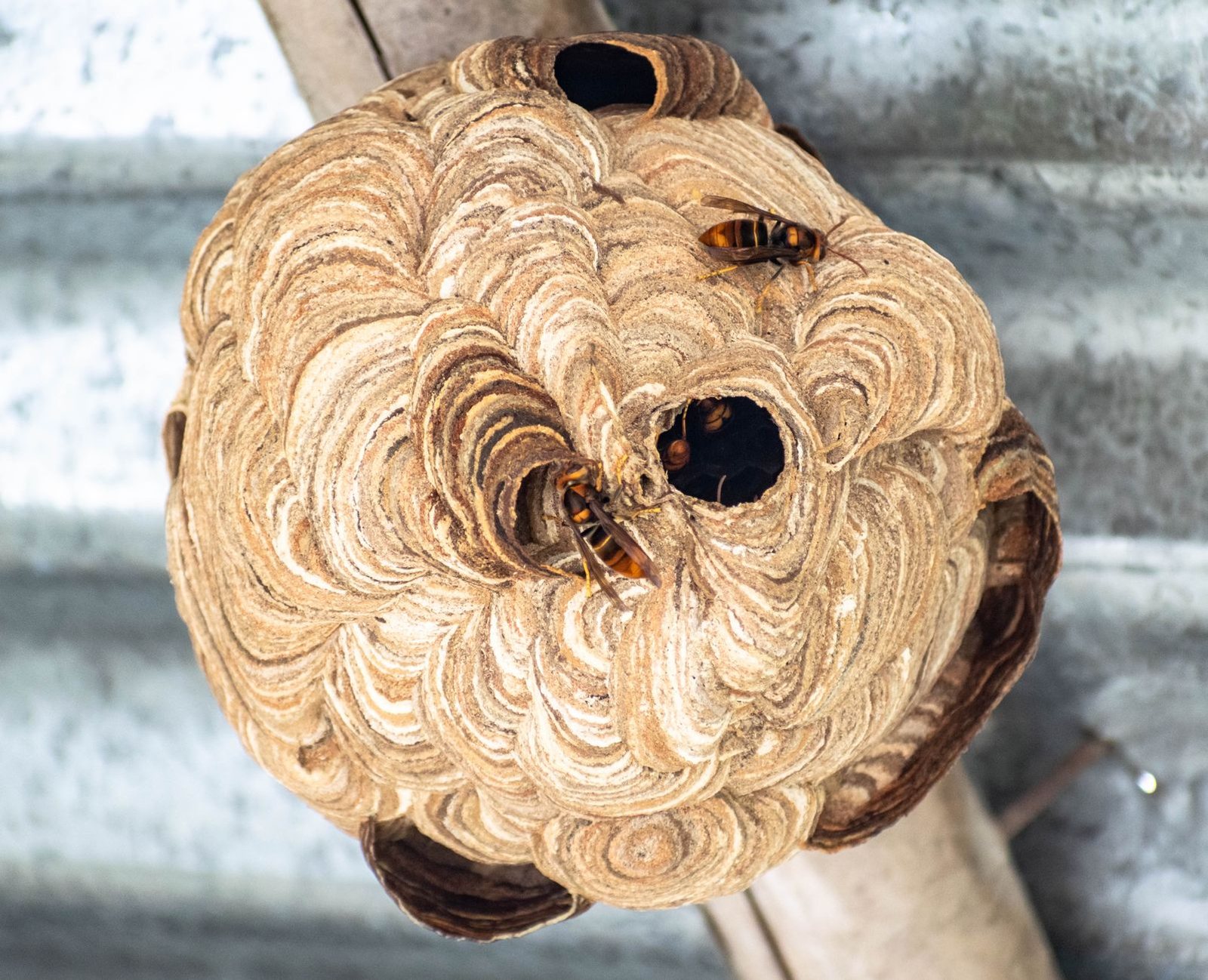 Wasp & Bee Control